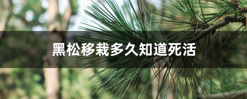 黑松移栽多久知道死活 黑松移栽多久知道死活