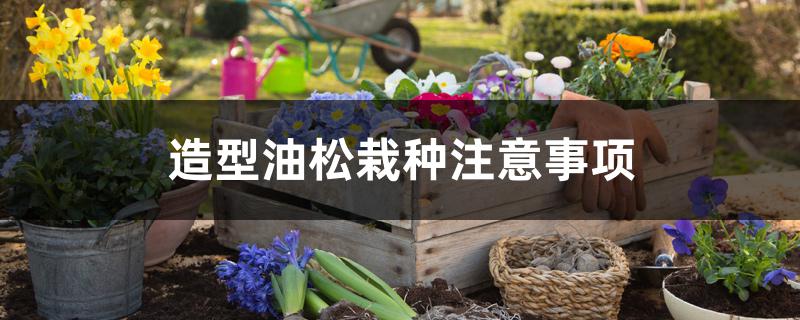 造型油松栽种注意事项 造型油松栽种注意事项