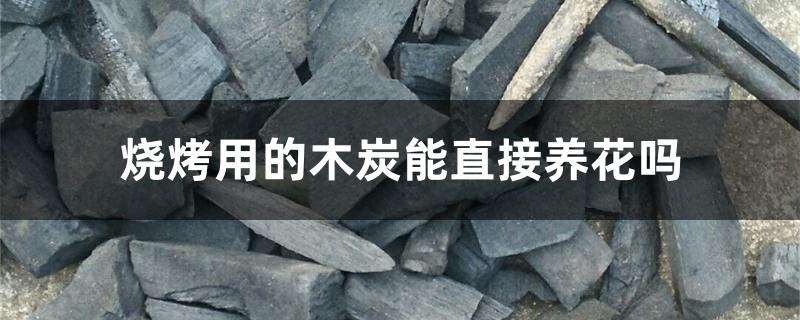 烧烤用的木炭能直接养花吗 烧烤用的木炭能直接养花吗