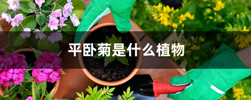 平卧菊是什么植物 平卧菊是什么植物