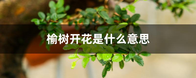 榆树开花是什么意思 榆树开花是什么意思