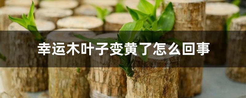 幸运木叶子变黄了怎么回事 幸运木叶子变黄了怎么回事