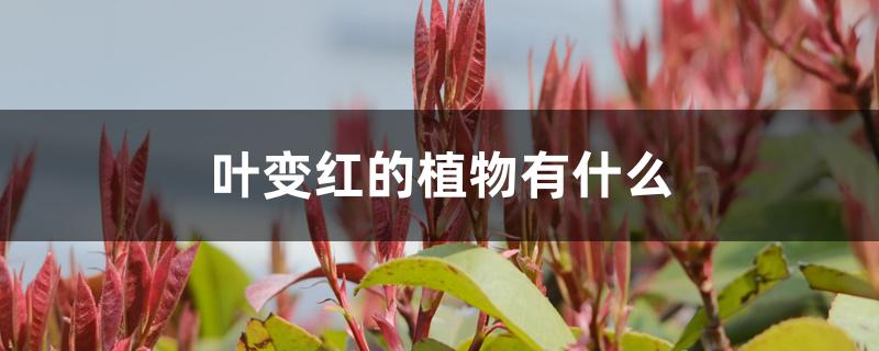 叶变红的植物有什么 叶变红的植物有什么