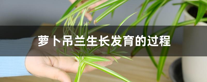 萝卜吊兰生长发育的过程 萝卜吊兰生长发育的过程
