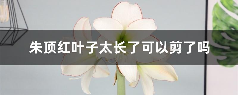 朱顶红叶子太长了可以剪了吗 朱顶红叶子太长了可以剪了吗