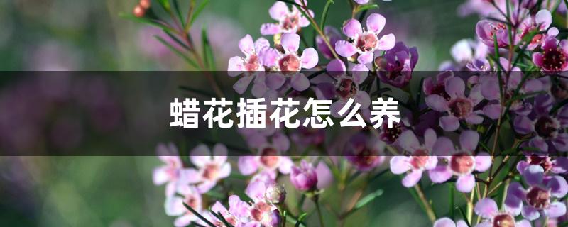 蜡花插花怎么养 蜡花插花怎么养