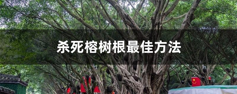 杀死榕树根最佳方法 杀死榕树根最佳方法