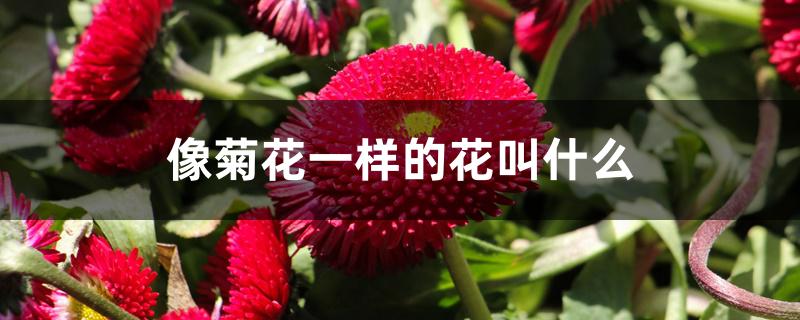 像菊花一样的花叫什么 像菊花一样的花叫什么
