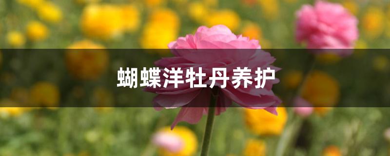 蝴蝶洋牡丹养护 蝴蝶洋牡丹养护
