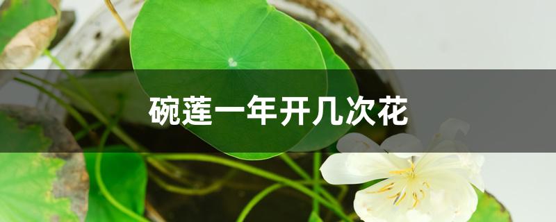 碗莲一年开几次花 碗莲一年开几次花