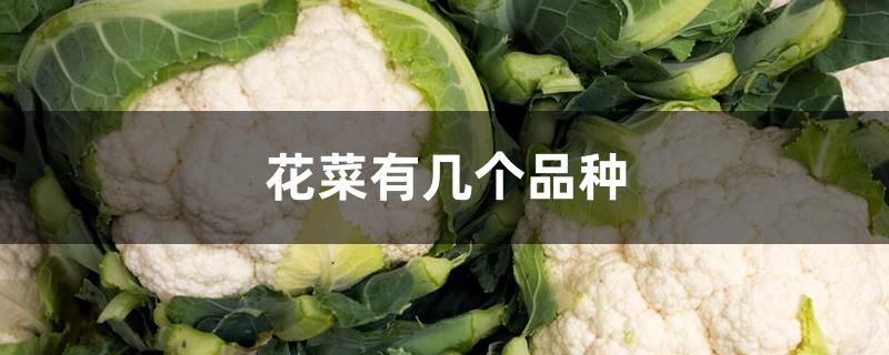 花菜有几个品种 花菜有几个品种