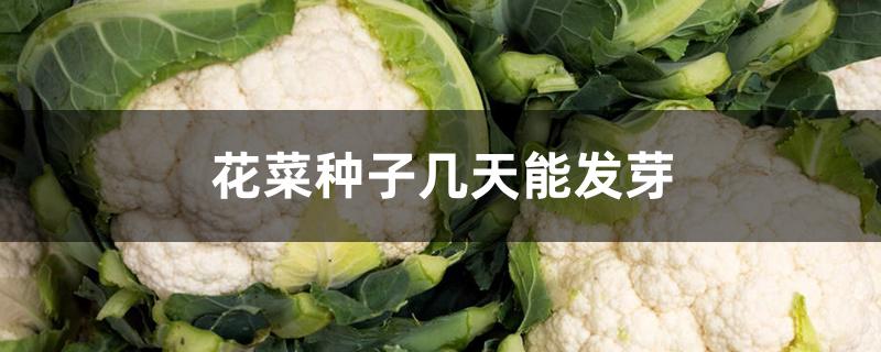 花菜种子几天能发芽 花菜种子几天能发芽