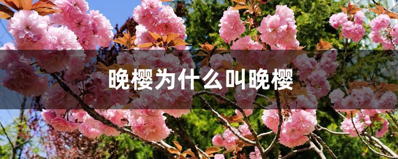 晚樱为什么叫晚樱 晚樱为什么叫晚樱