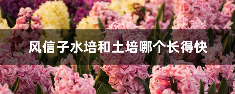 风信子水培和土培哪个长得快