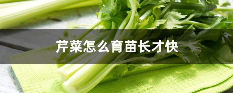 芹菜怎么育苗长才快 芹菜怎么育苗长才快