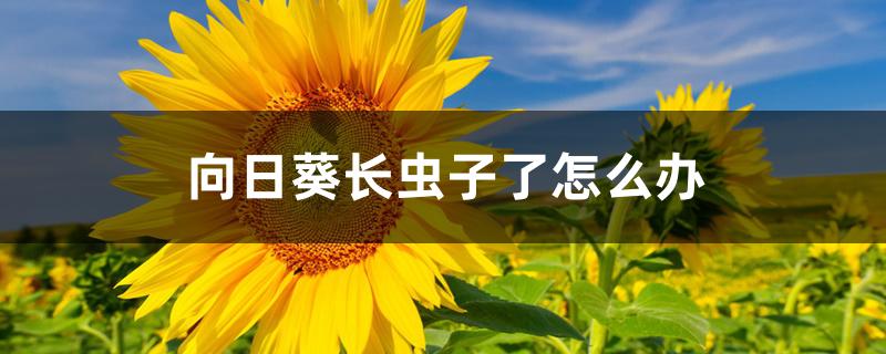 向日葵长虫子了怎么办 向日葵长虫子了怎么办