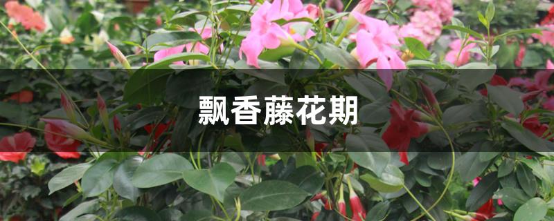 飘香藤花期 飘香藤花期