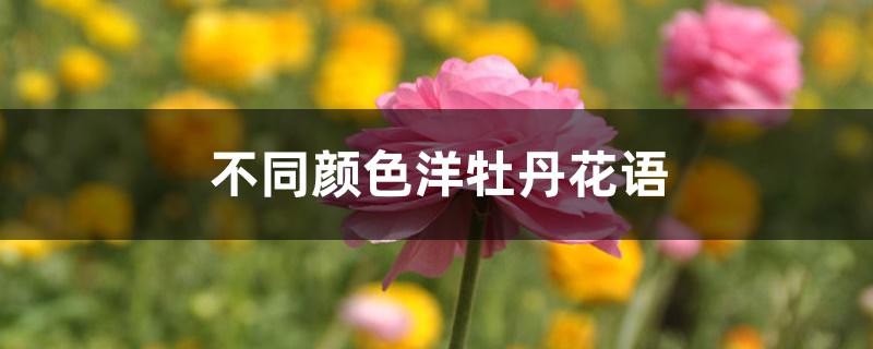 不同颜色洋牡丹花语 不同颜色洋牡丹花语