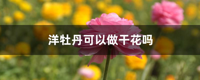 洋牡丹可以做干花吗 洋牡丹可以做干花吗