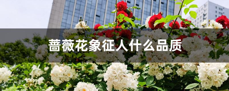 蔷薇花象征人什么品质 蔷薇花象征人什么品质