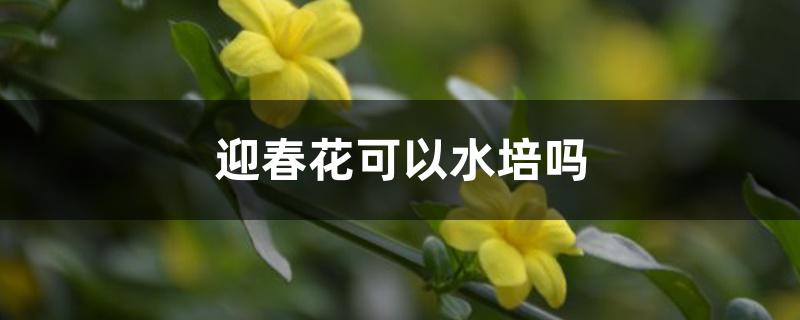 迎春花可以水培吗 迎春花可以水培吗
