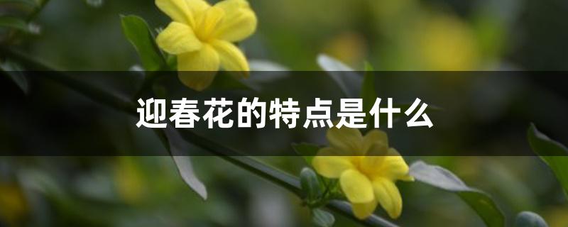 迎春花的特点是什么