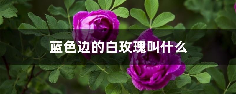 蓝色边的白玫瑰叫什么 蓝色边的白玫瑰叫什么