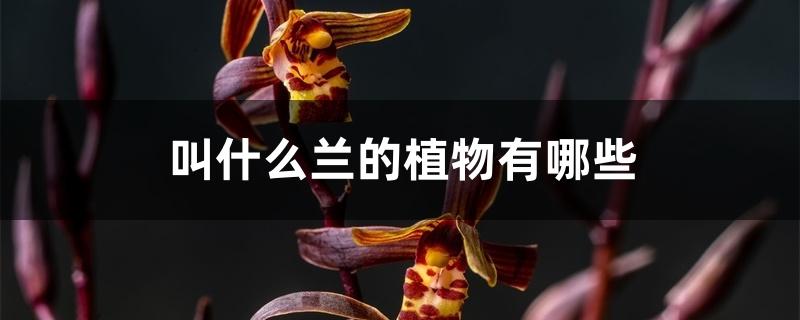 叫什么兰的植物有哪些 叫什么兰的植物有哪些