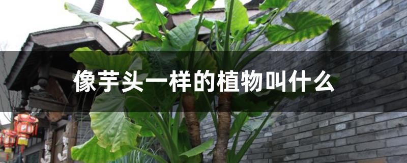 像芋头一样的植物叫什么 像芋头一样的植物叫什么