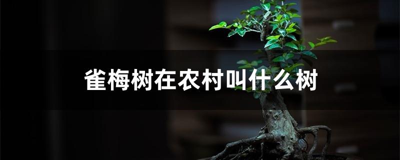 雀梅树在农村叫什么树 雀梅树在农村叫什么树