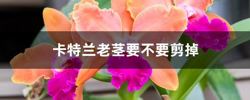 卡特兰老茎要不要剪掉 卡特兰老茎要不要剪掉