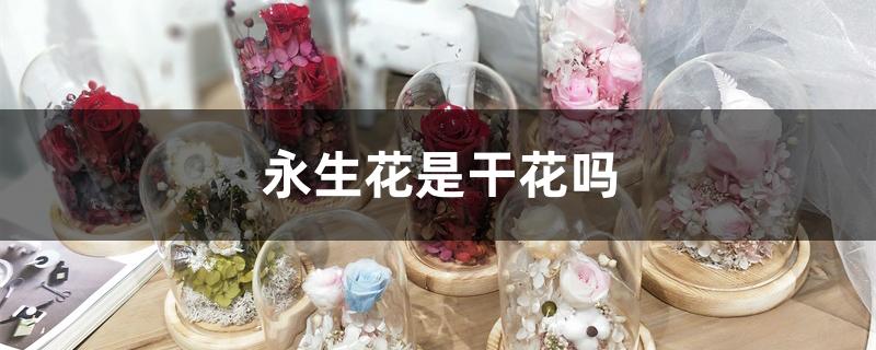 永生花是干花吗 永生花是干花吗