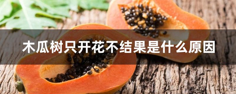 木瓜树只开花不结果是什么原因 木瓜树只开花不结果是什么原因