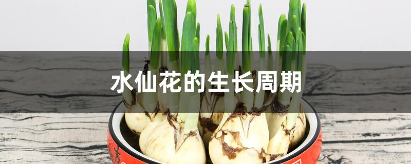 水仙花的生长周期