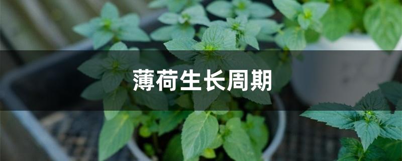 薄荷生长周期 薄荷生长周期