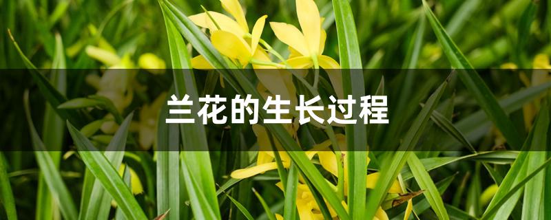 兰花的生长过程 兰花的生长过程