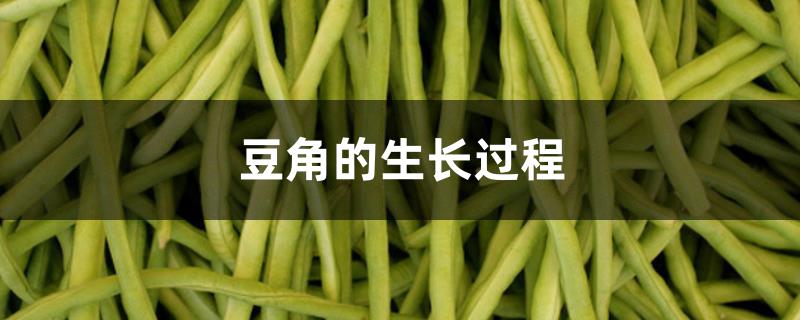 豆角的生长过程 豆角的生长过程
