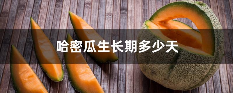 哈密瓜生长期多少天 哈密瓜生长期多少天