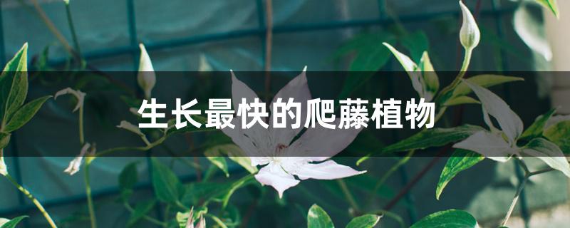 生长最快的爬藤植物 生长最快的爬藤植物