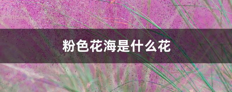 粉色花海是什么花 粉色花海是什么花