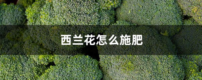 西兰花怎么施肥 西兰花怎么施肥