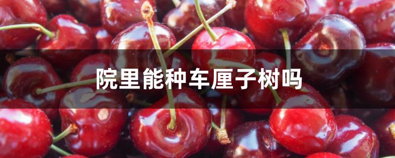 院里能种车厘子树吗 院里能种车厘子树吗