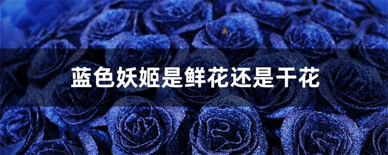蓝色妖姬是鲜花还是干花 蓝色妖姬是鲜花还是干花