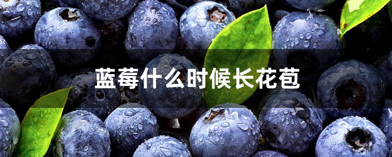 蓝莓什么时候长花苞 蓝莓什么时候长花苞