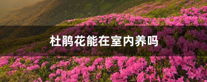 杜鹃花能在室内养吗 杜鹃花能在室内养吗