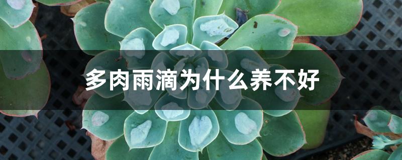 多肉雨滴为什么养不好 多肉雨滴为什么养不好
