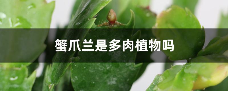 蟹爪兰是多肉植物吗 蟹爪兰是多肉植物吗