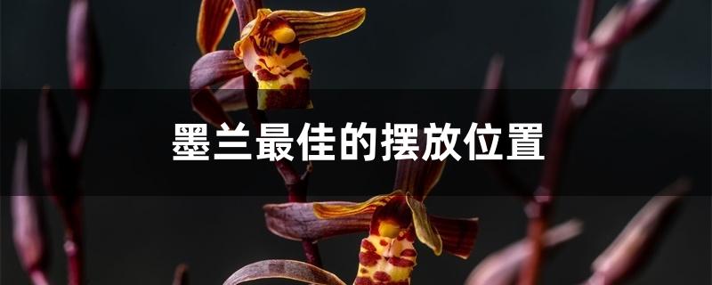 墨兰最佳的摆放位置 墨兰最佳的摆放位置
