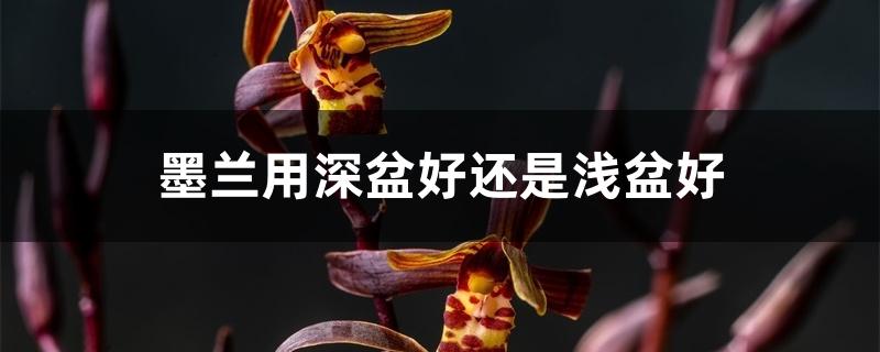 墨兰用深盆好还是浅盆好 墨兰用深盆好还是浅盆好