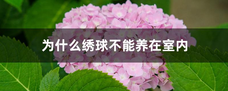 为什么绣球不能养在室内 为什么绣球不能养在室内